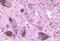 5-Hydroxytryptamine Receptor 2B antibody, GTX70503, GeneTex, Immunohistochemistry paraffin image 