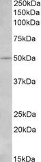 Interleukin 7 Receptor antibody, STJ72595, St John