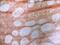 Thrombomodulin antibody, GTX76378, GeneTex, Immunohistochemistry frozen image 