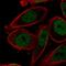 Transcription Factor AP-2 Gamma antibody, HPA055179, Atlas Antibodies, Immunocytochemistry image 