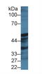 Prostacyclin synthase antibody, abx128140, Abbexa, Western Blot image 