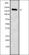 PDS5 Cohesin Associated Factor B antibody, orb338002, Biorbyt, Western Blot image 