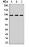Argonaute RISC Catalytic Component 2 antibody, LS-C668612, Lifespan Biosciences, Western Blot image 