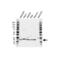 Signal Recognition Particle 14 antibody, VPA00427, Bio-Rad (formerly AbD Serotec) , Western Blot image 