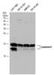 GABA Type A Receptor-Associated Protein antibody, GTX132657, GeneTex, Western Blot image 