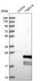 TRNA Splicing Endonuclease Subunit 15 antibody, PA5-56087, Invitrogen Antibodies, Western Blot image 