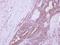 Deleted In Azoospermia 3 antibody, GTX106859, GeneTex, Immunohistochemistry paraffin image 