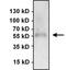 Paired Box 7 antibody, GTX54533, GeneTex, Immunoprecipitation image 