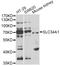 Solute Carrier Family 34 Member 1 antibody, STJ28825, St John