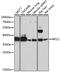 MCL1 Apoptosis Regulator, BCL2 Family Member antibody, GTX55698, GeneTex, Western Blot image 