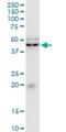 Kruppel Like Factor 13 antibody, H00051621-M01, Novus Biologicals, Western Blot image 