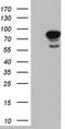 Lamin A/C antibody, LS-C798062, Lifespan Biosciences, Western Blot image 