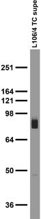 Gephyrin antibody, 75-465, Antibodies Incorporated, Western Blot image 