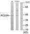 Actin-like protein 6A antibody, TA313419, Origene, Western Blot image 