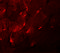 Transmembrane Protein 38A antibody, 5521, ProSci Inc, Immunofluorescence image 