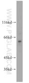 TATA-Box Binding Protein Associated Factor, RNA Polymerase I Subunit B antibody, 12818-1-AP, Proteintech Group, Western Blot image 