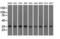 Eukaryotic Translation Initiation Factor 2 Subunit Alpha antibody, NBP2-02669, Novus Biologicals, Western Blot image 