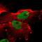 Polyadenylate-binding protein 2 antibody, NBP1-82481, Novus Biologicals, Immunofluorescence image 