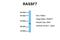 Ras Association Domain Family Member 7 antibody, ARP34390_T100, Aviva Systems Biology, Western Blot image 