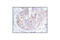 Protein Phosphatase 2 Regulatory Subunit Balpha antibody, 2290T, Cell Signaling Technology, Immunohistochemistry paraffin image 