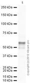 Dentin Matrix Acidic Phosphoprotein 1 antibody, ab103203, Abcam, Western Blot image 