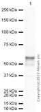 Dentin matrix acidic phosphoprotein 1 antibody, ab103203, Abcam, Western Blot image 