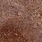 Transmembrane Protein 42 antibody, NBP2-30855, Novus Biologicals, Immunohistochemistry paraffin image 