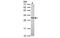 Dicarbonyl And L-Xylulose Reductase antibody, MBS835812, MyBioSource, Western Blot image 