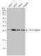 Stratifin antibody, GTX112949, GeneTex, Western Blot image 