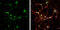 Syntaxin 6 antibody, GTX115375, GeneTex, Immunocytochemistry image 