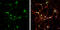 Syntaxin-6 antibody, GTX115375, GeneTex, Immunocytochemistry image 