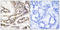 CAMP Responsive Element Binding Protein 1 antibody, LS-C117329, Lifespan Biosciences, Immunohistochemistry paraffin image 