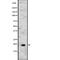 Interleukin 15 antibody, abx147015, Abbexa, Western Blot image 