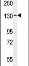 Tolloid Like 1 antibody, PA5-24246, Invitrogen Antibodies, Western Blot image 