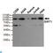 Sirtuin 1 antibody, LS-C814119, Lifespan Biosciences, Western Blot image 