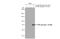 Eukaryotic Translation Initiation Factor 2 Alpha Kinase 2 antibody, GTX636912, GeneTex, Western Blot image 