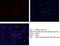 HA tag antibody, 66006-1-Ig, Proteintech Group, Immunofluorescence image 