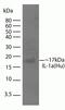 Interleukin 1 Alpha antibody, 710043, Invitrogen Antibodies, Western Blot image 