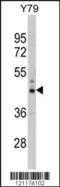 Nas7 antibody, 61-592, ProSci, Western Blot image 