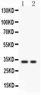 Secreted frizzled-related protein 2 antibody, LS-C357547, Lifespan Biosciences, Western Blot image 