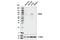 Bromodomain Containing 9 antibody, 58906S, Cell Signaling Technology, Western Blot image 