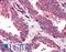 Defender Against Cell Death 1 antibody, LS-B555, Lifespan Biosciences, Immunohistochemistry frozen image 