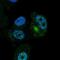 Zinc Finger Protein 35 antibody, HPA054738, Atlas Antibodies, Immunofluorescence image 