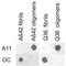 Amyloid Fibrils antibody, PA5-77843, Invitrogen Antibodies, Dot Blot image 