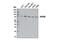 Nucleoporin 88 antibody, 13613S, Cell Signaling Technology, Western Blot image 