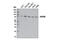 88 kDa nucleoporin antibody, 13613S, Cell Signaling Technology, Western Blot image 