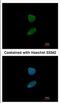 Forkhead Box I1 antibody, NBP2-16518, Novus Biologicals, Immunofluorescence image 