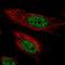 Ariadne RBR E3 Ubiquitin Protein Ligase 2 antibody, HPA067381, Atlas Antibodies, Immunofluorescence image 