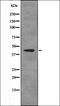 Sca3 antibody, orb335910, Biorbyt, Western Blot image 