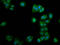 ALG11 Alpha-1,2-Mannosyltransferase antibody, LS-C674424, Lifespan Biosciences, Immunofluorescence image 